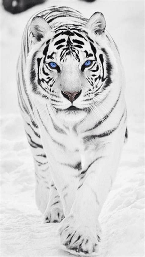 Tigre Siberiano Quiero Uno Animais Bonitos Gatos Selvagens