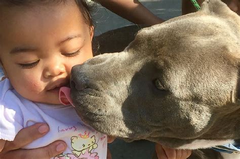 Most of the information in this article is about american pit bull terriers (abpts). Pit bull puppy saves family from fire, carries 7-month-old ...