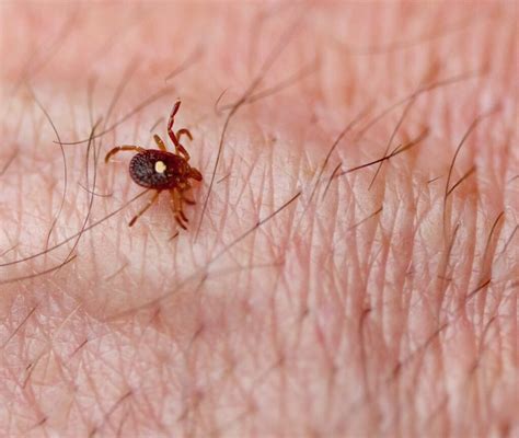 Lone Star Tick Bites Leading To Meat Allergy Catseye