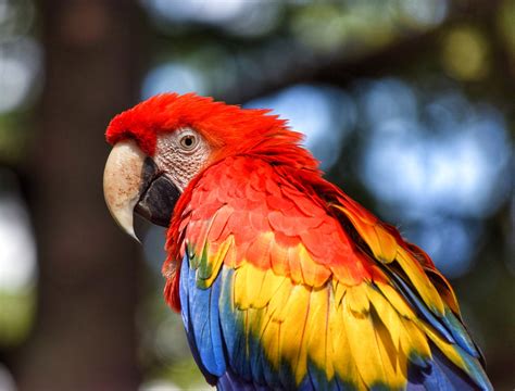Difference Between Parrot and Macaw | Difference Between