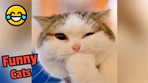 Funniest Cats For Try Not To Laugh Challenge Youtube