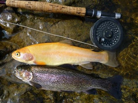Palomino Trout Vs Golden Rainbow Trout Krebs Creek