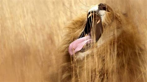 A Lions Yawn Feline Cat Grass Lion Hd Wallpaper Peakpx