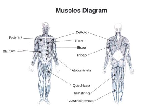 Muscle Diagram Diagram