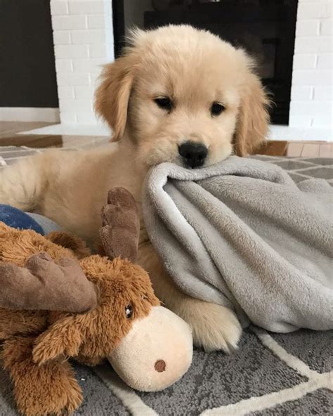 15 süße tiere, die sich bei ihren rettern bedanken. Tatum - Hunde | Süße hunde welpen, Babyhunde, Tiere