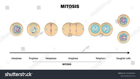 Stock Vektor „mitosis Phases Prophase Metaphase Anaphase Telophase