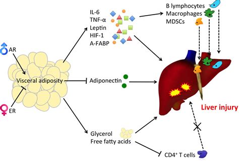 Frontiers Gender Differences In Adipocyte Metabolism And Liver Cancer Progression