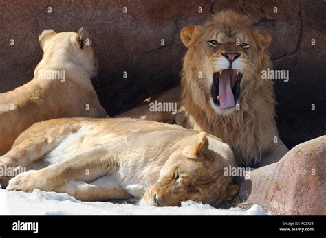 Growling Male Lion In Den With Two Females Stock Photo Alamy
