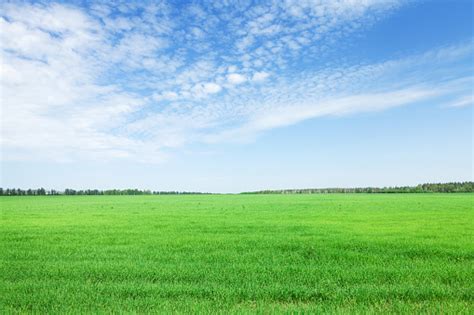 Green Grass Field And Blue Sky Stock Photo Download Image Now Istock