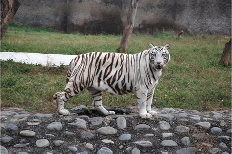 White Tiger Diet