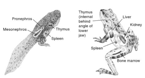 Live In Symbiosis Scientific Illustrations Frog Immunology