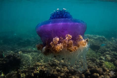 Jellyfish Or Sea Jellies Which Is Correct Seaunseen
