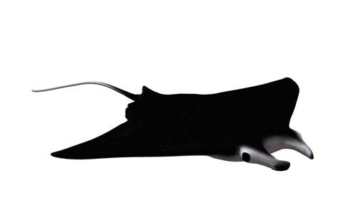 Collection Of Manta Ray Png Pluspng