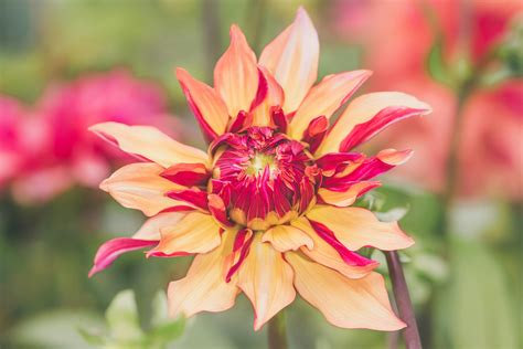 Blooming Multi Colored Flower · Free Stock Photo