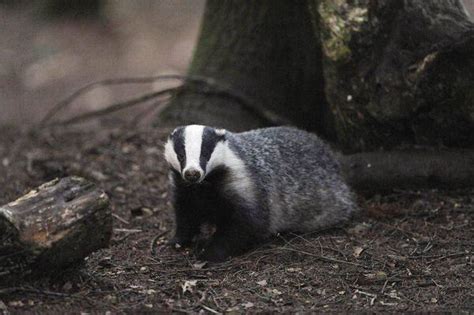 Badger Cull Divides Britain The Globe And Mail