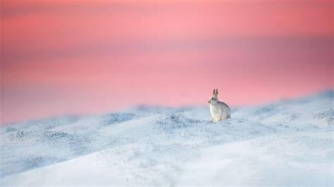 Year Rabbit Bing Wallpaper Download