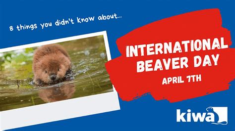 8 Cool Things You Didnt Know About Beavers International Beaver Day