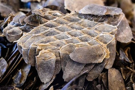 The original article can be found here pangolin scales are a prized ingredient in traditional chinese medicine… As Many as 36,000 Pangolins Killed To Produce Single ...