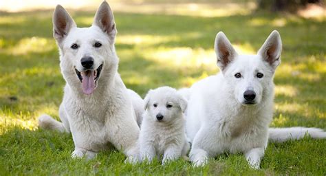 White German Shepherd Puppies For Sale Near Me Petswall