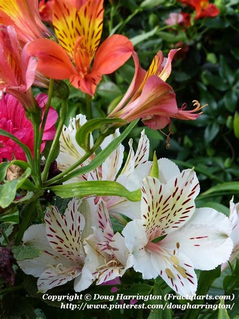 Maybe you would like to learn more about one of these? Pin on Gardening Ideas & Tips
