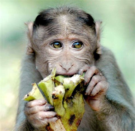 Monkey Eating Something Stock Image Image Of Barbary 1671247