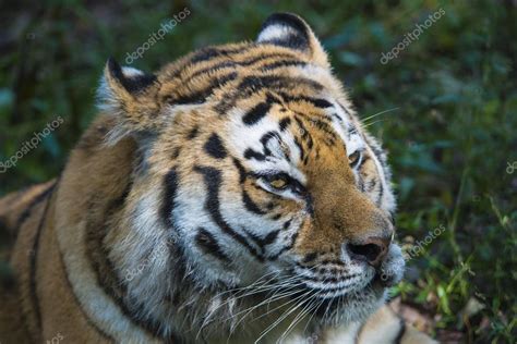 Amur Tiger Stock Photo By ©alevetdinov 64651499