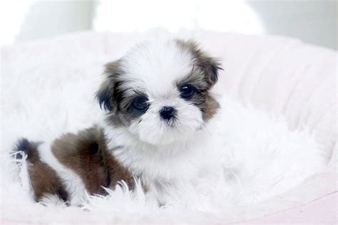 Adorable Teacup Maltese Puppies For Sale