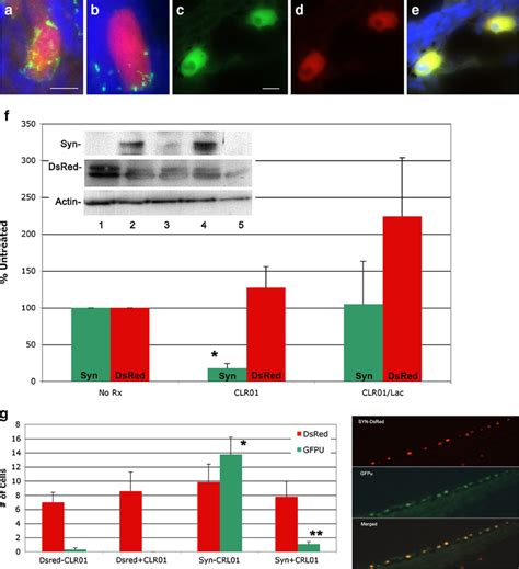 Clr01 Prevents α Synuclein α Syn Aggregation And Proteasome Download Scientific Diagram