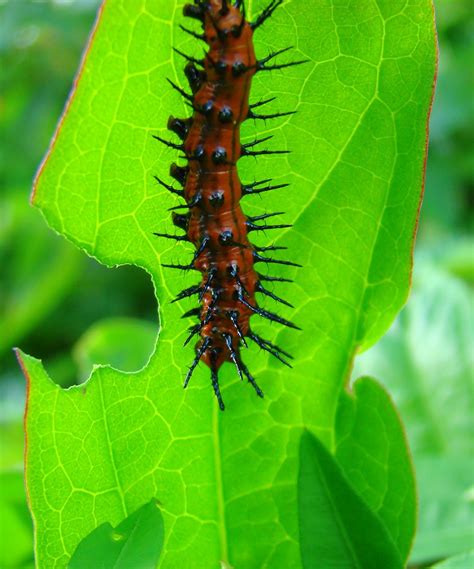 Gulf Fritillary Butterfly Caterpillar Bansheed Flickr