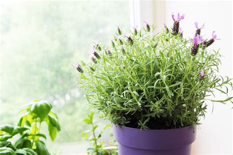 How To Grow And Care For A Lavender Plant Indoors