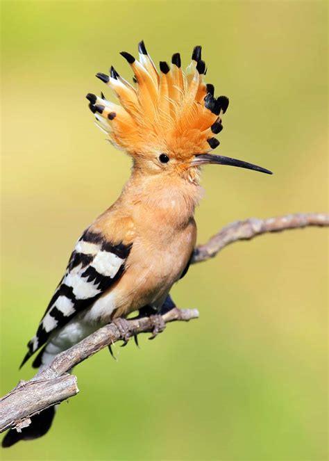 34 Photos Showing Off Hoopoe Facts Ravishing Beauty And 30 Things You