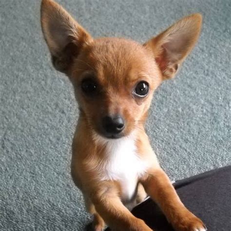 57 Dog Breeds Chihuahua Mix Photo Bleumoonproductions
