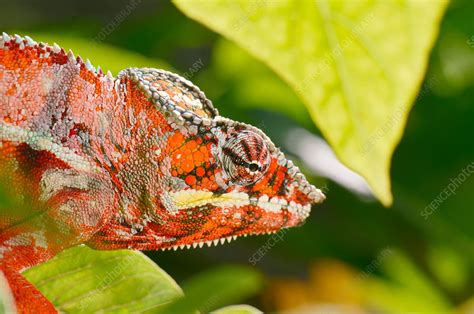 Panther Chameleon Stock Image C0439864 Science Photo Library