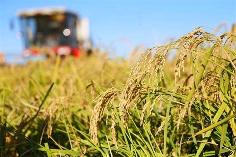 Yield Per Unit Area Of Super Hybrid Rice Sets World Record 1150 Kilograms