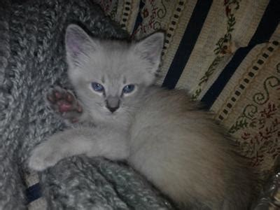 Sometimes there will be one or two in a litter. Cry Baby, My Lynx Point Siamese