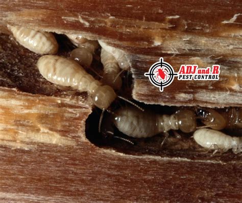 Do You Know Termite Colonies Eat Non Stop 24 Hours A Day Adj And R