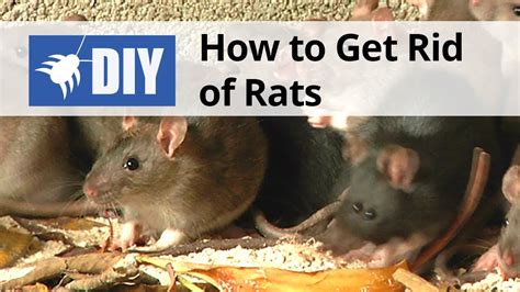 How To Get Rid Of Rats Youtube
