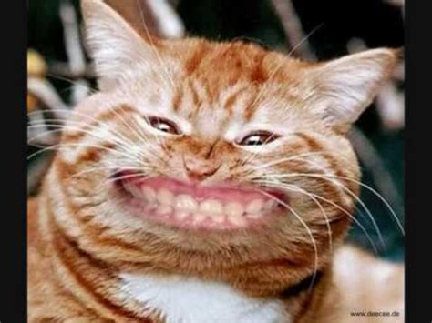 With tenor, maker of gif keyboard, add popular lustige animated gifs to your conversations. Lustige Tiere - YouTube