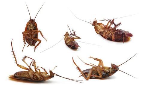 Socal American And German Cockroaches Pest Control Blog Orange County