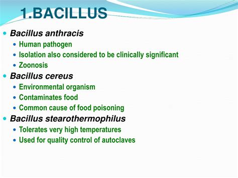 Ppt Gram Positive Bacilli Powerpoint Presentation Free Download Id