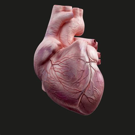 Human Heart Animation 3d Model Turbosquid 1298711