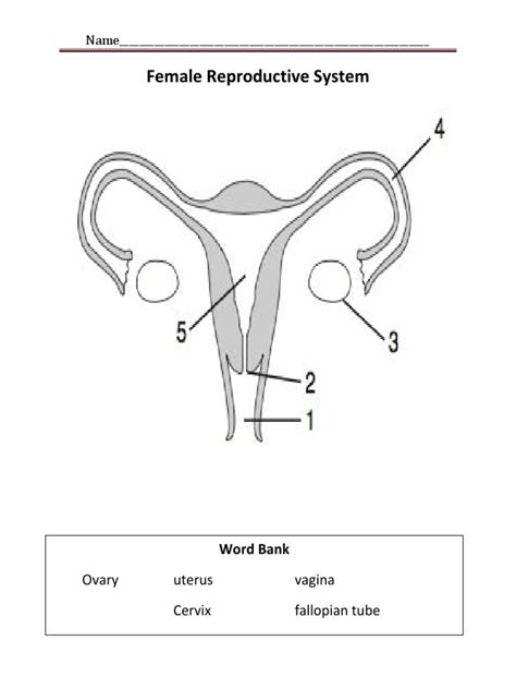 Female Reproductive System Labeling Pdf