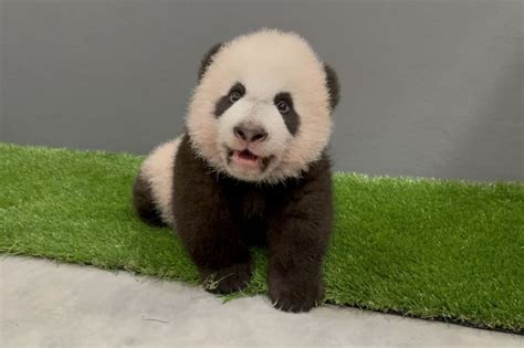 Singapores Pride Almost 100 Days Old Baby Panda Expected To Join