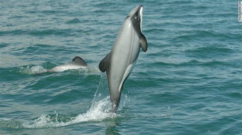 Rare Dolphins Boosted By Sea Sanctuary Cnn