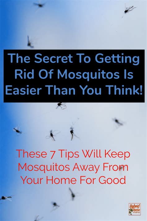 7 Natural Ways To Get Rid Of Mosquitoes Keeping Mosquitos Away