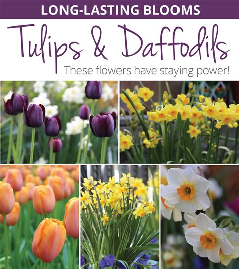 Long Lasting Tulips And Daffodils Start Here Longfield Gardens