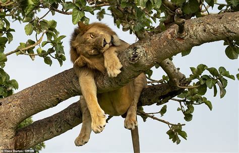 ช็อตน่ารักของเจ้าป่า ทำไมสิงโตต้องปีนขึ้นไปนอนหลับบนต้นไม้ - ข่าวสด