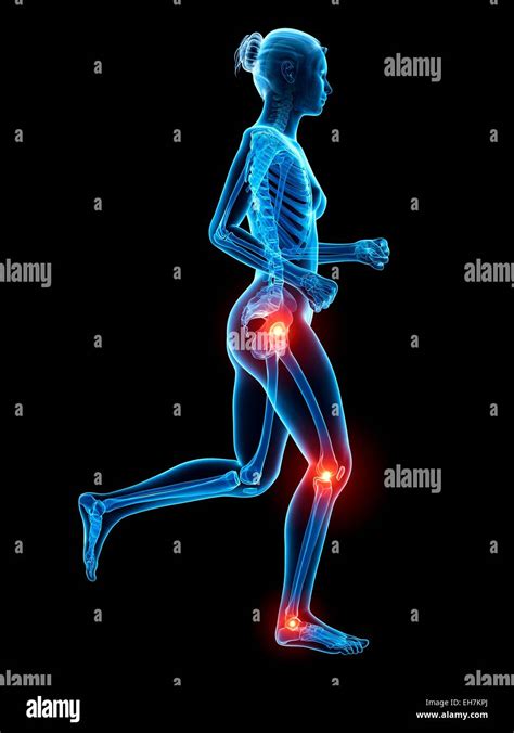 Human Skeletal System Illustration Stock Photo Alamy