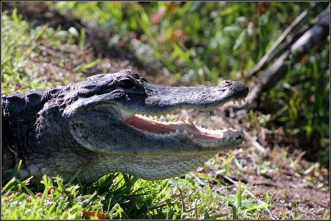 Florida alligator | A large adult American alligator's weigh… | Flickr