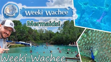 Best Things To Do At Weeki Wachee Springs State Park Live Mermaids